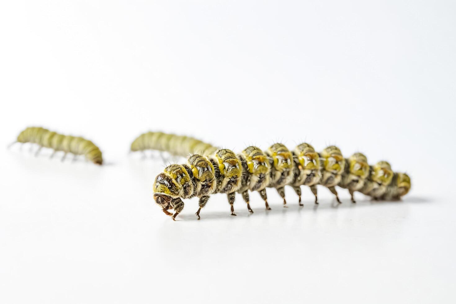 Close-up of a Caterpillar Crawling on a White Surface photo