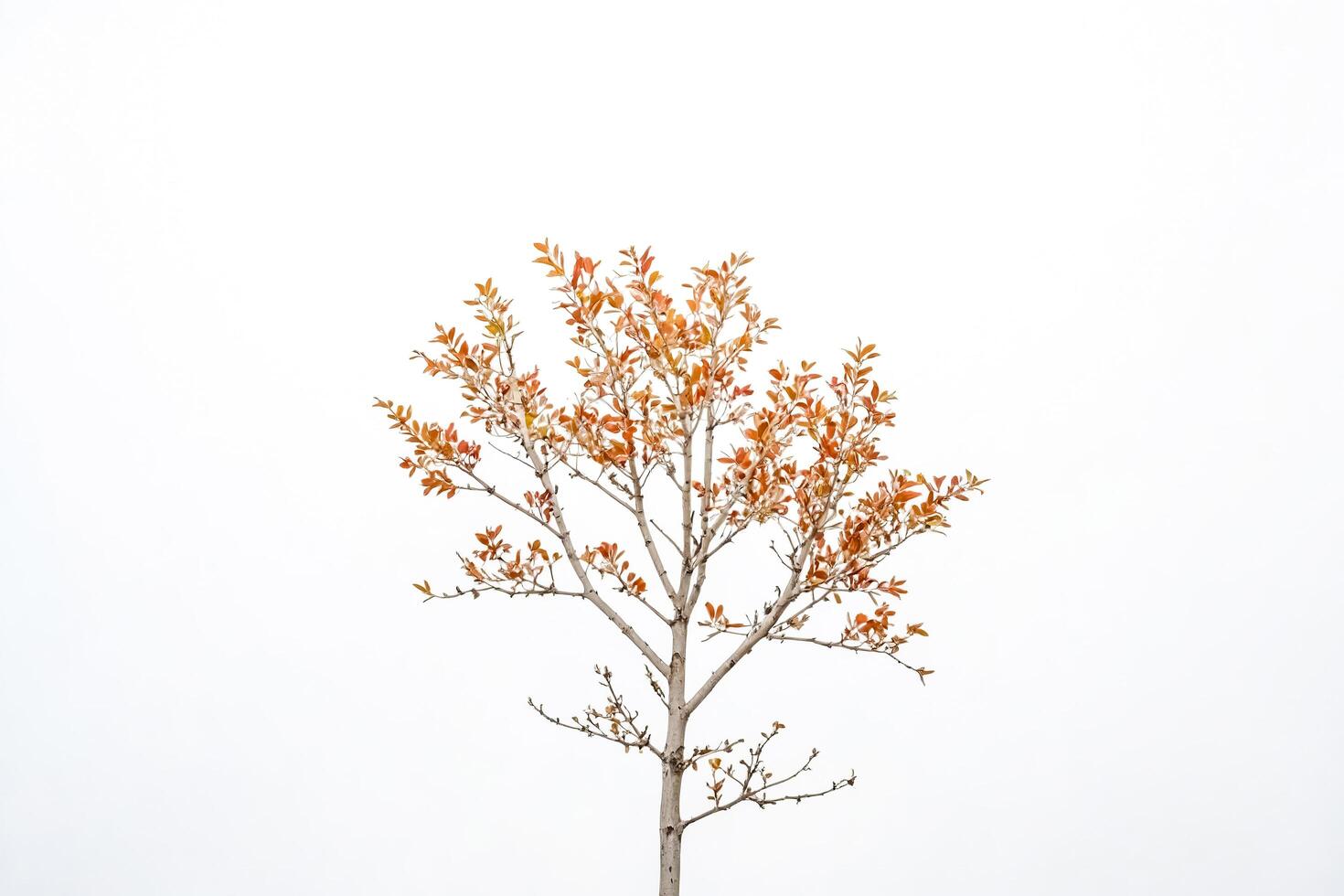 A Single Tree with Orange Leaves Against a White Background photo
