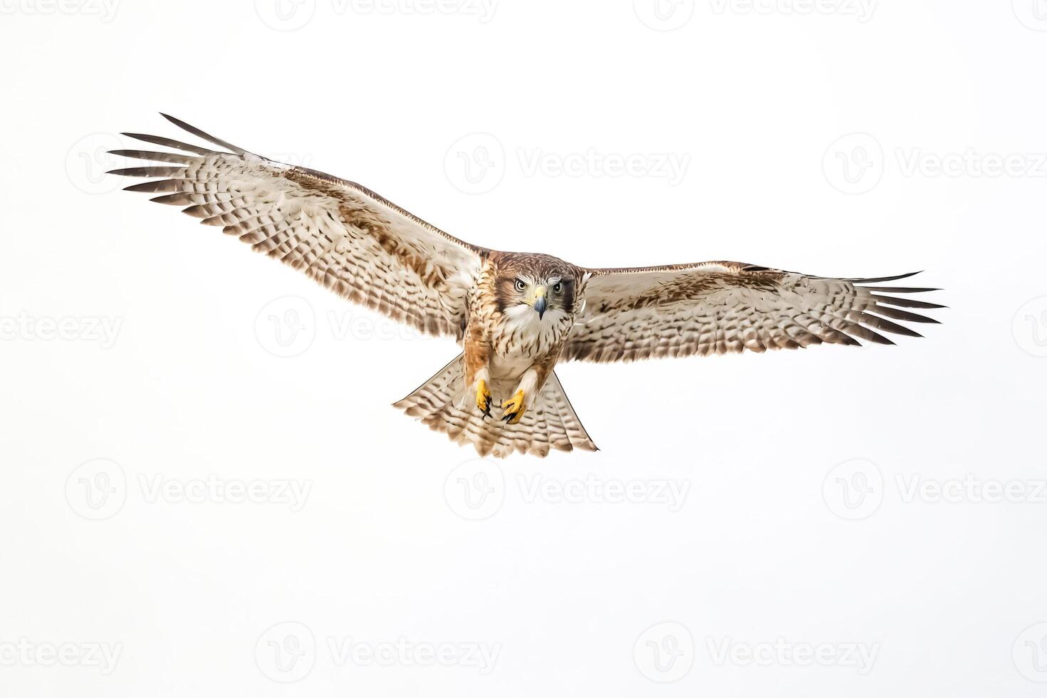 Hawk in Flight photo