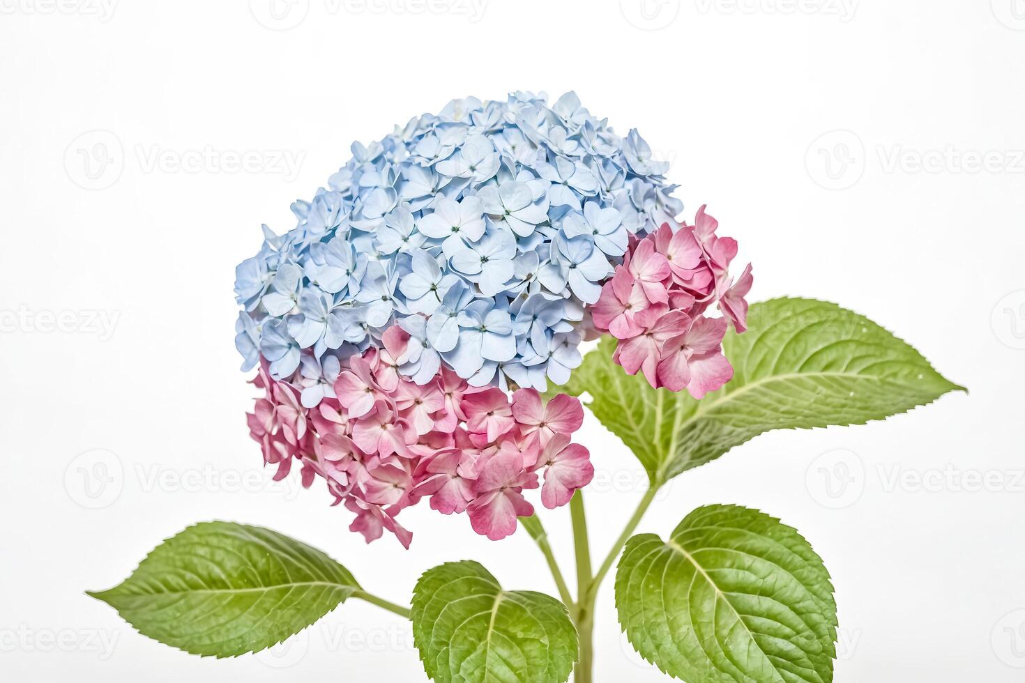 Close-up of a Delicate Pink and Blue Hydrangea Flower photo