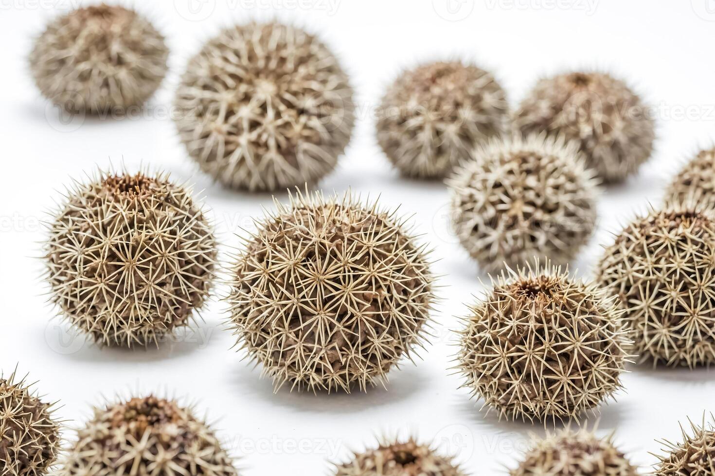 Closeup of Spiky Balls photo