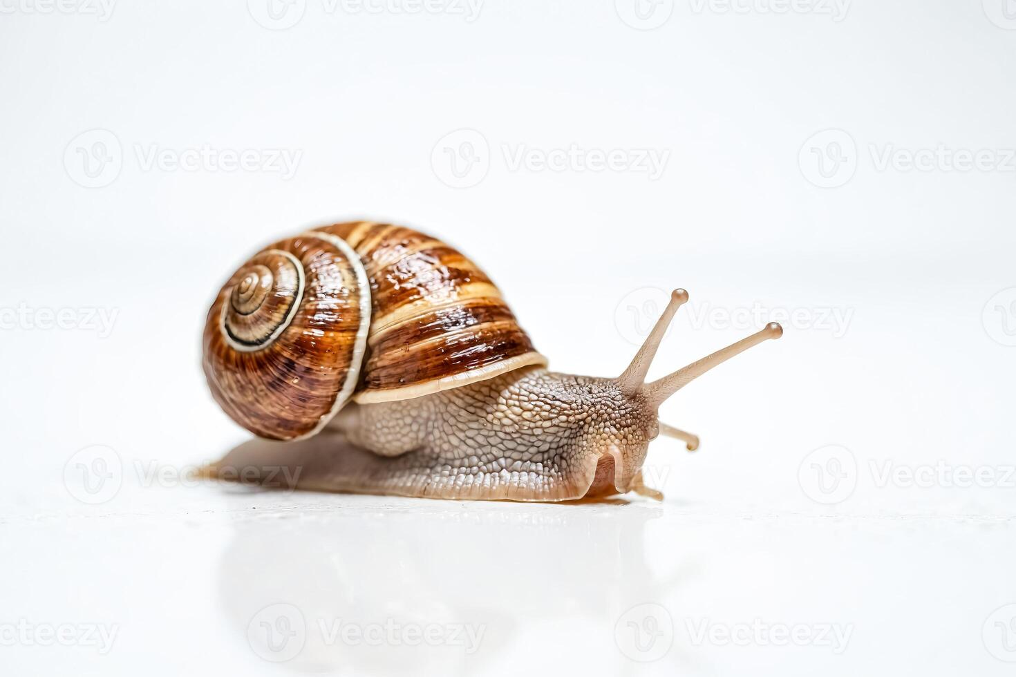 Snail Crawling on a White Surface photo