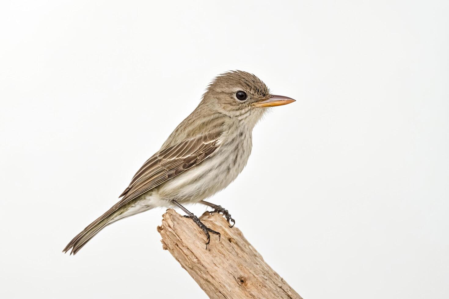 A Tiny Bird Perched on a Branch photo