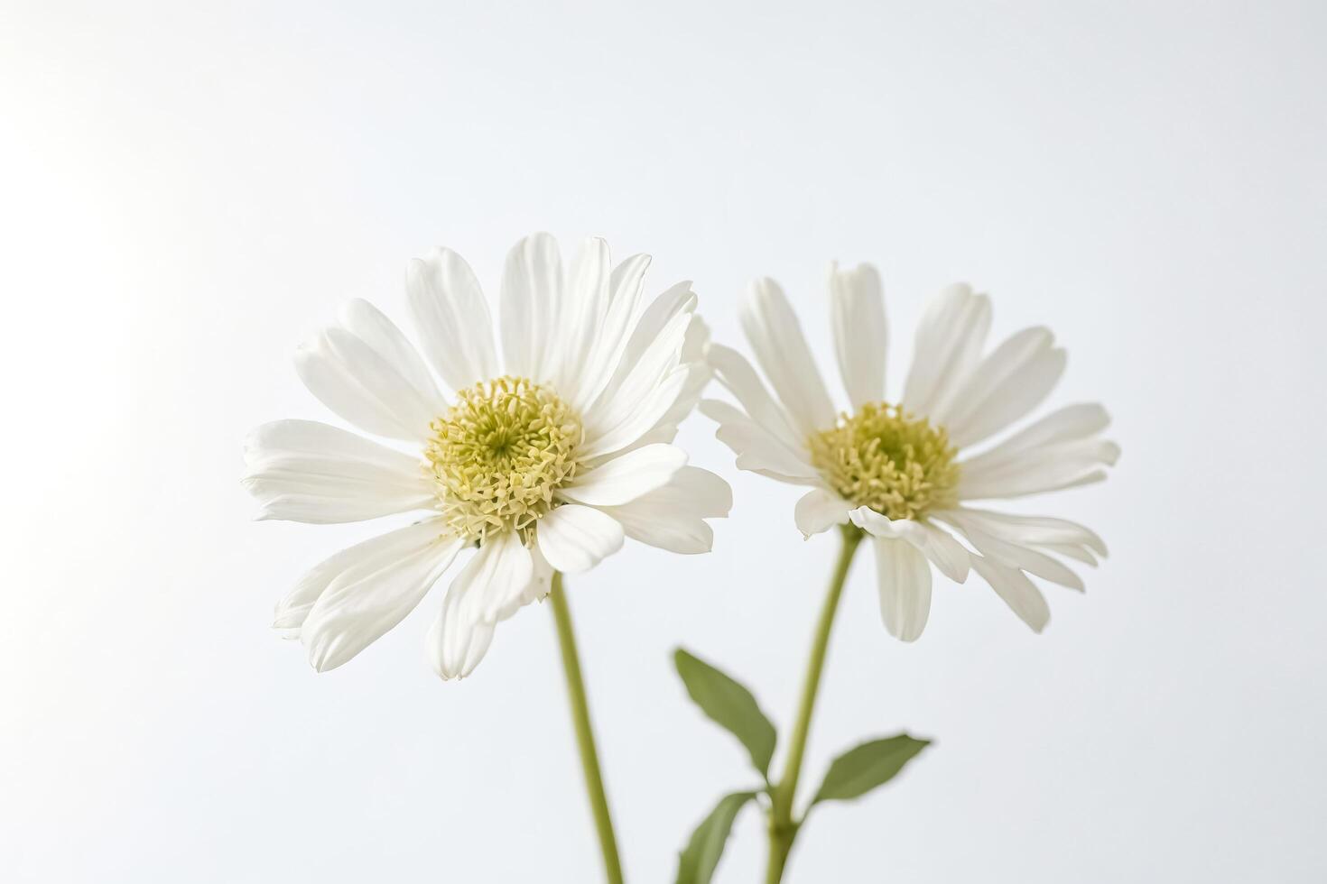 White Daisies on White Background photo