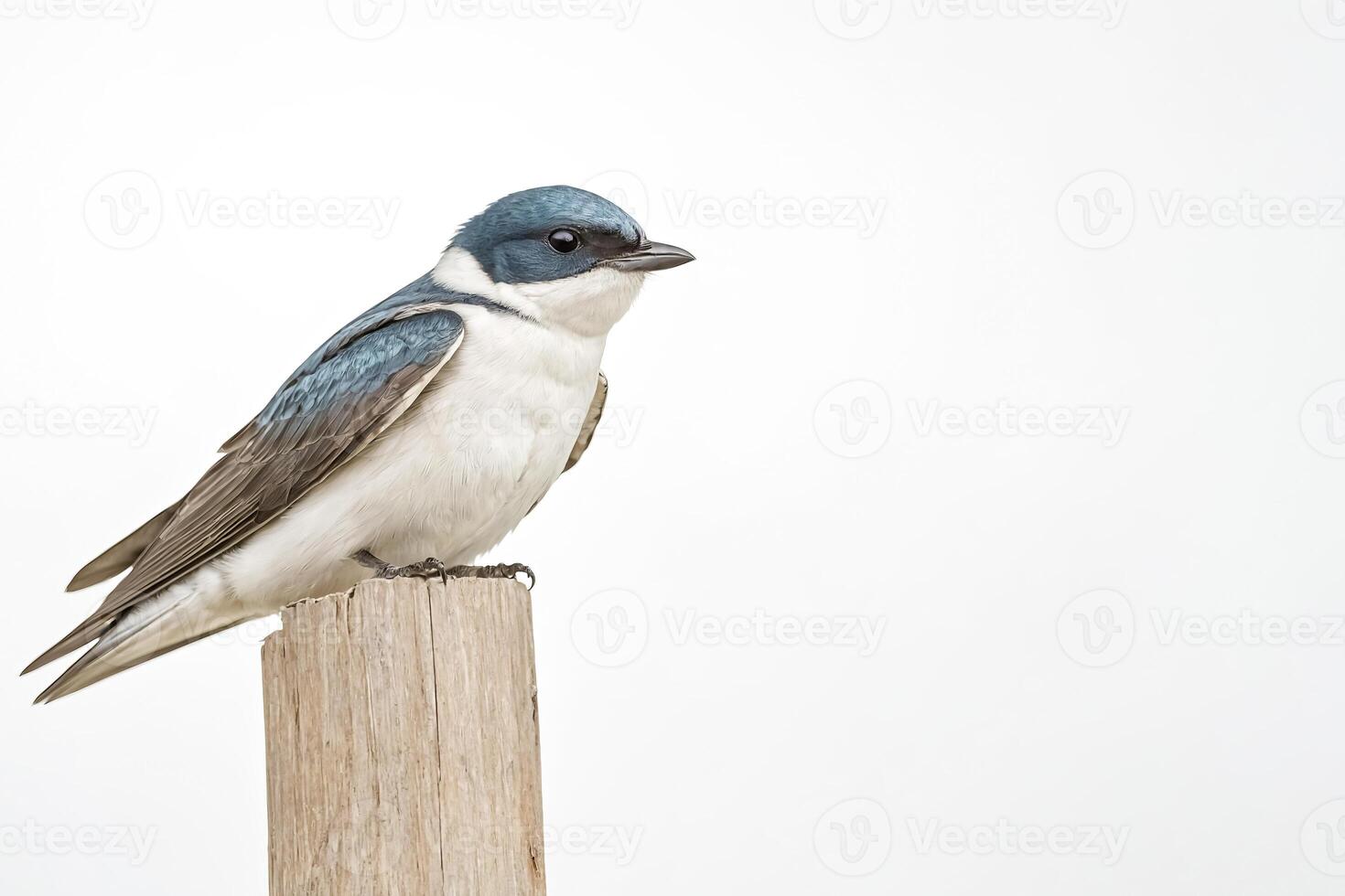 Tree Swallow Perched on a Wooden Post photo