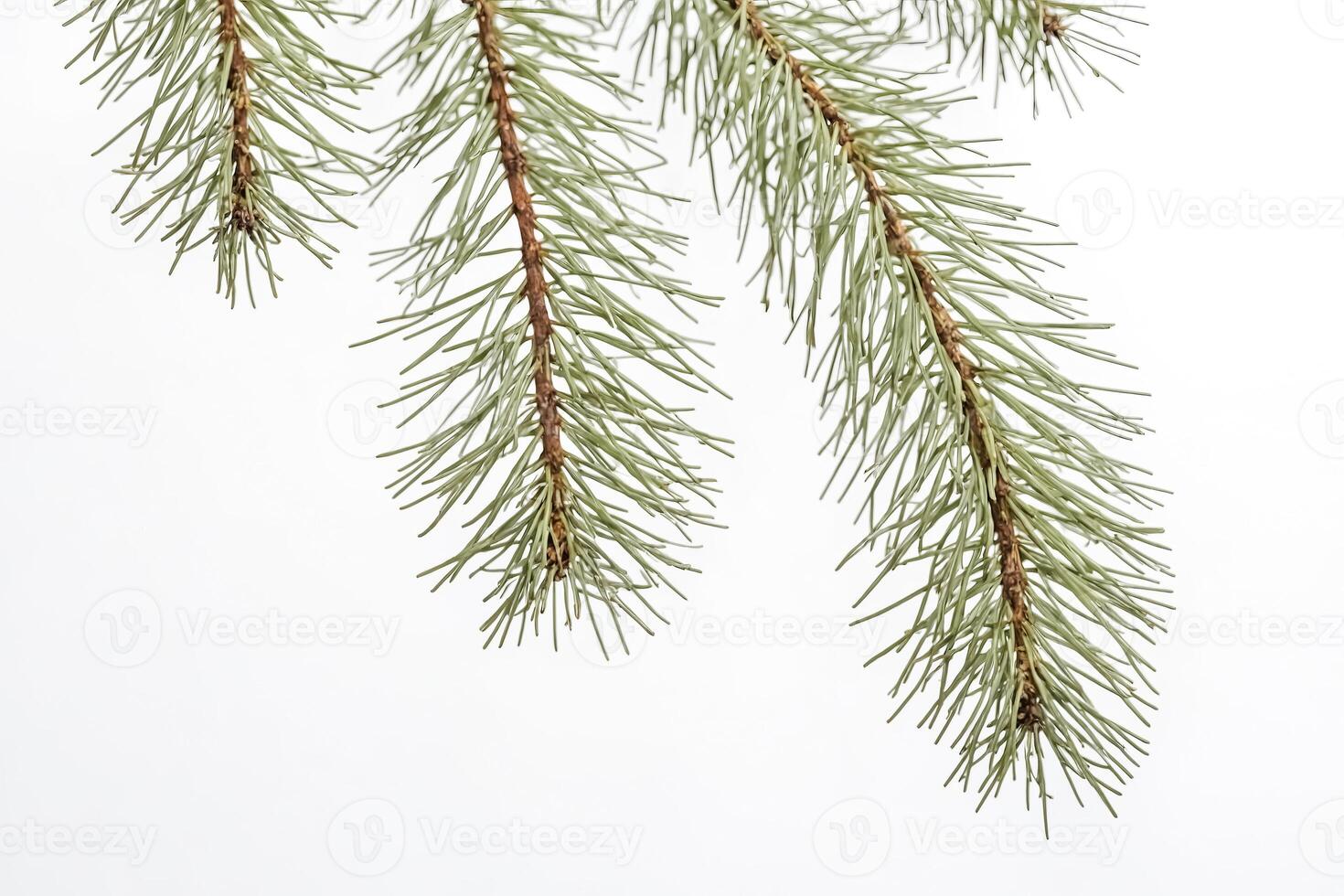 Close-up of Pine Tree Branch photo