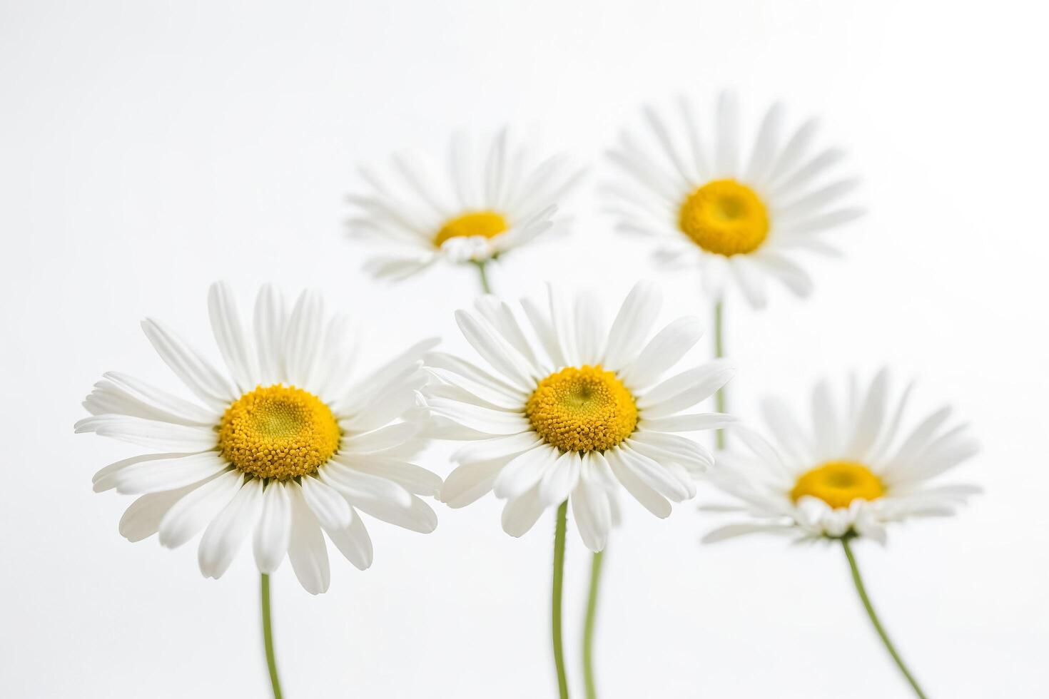 White Daisies on White Background photo