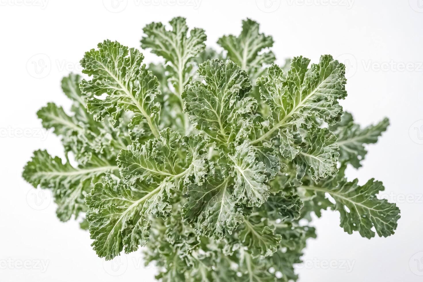 Close Up of Green Curly Kale Leaves photo
