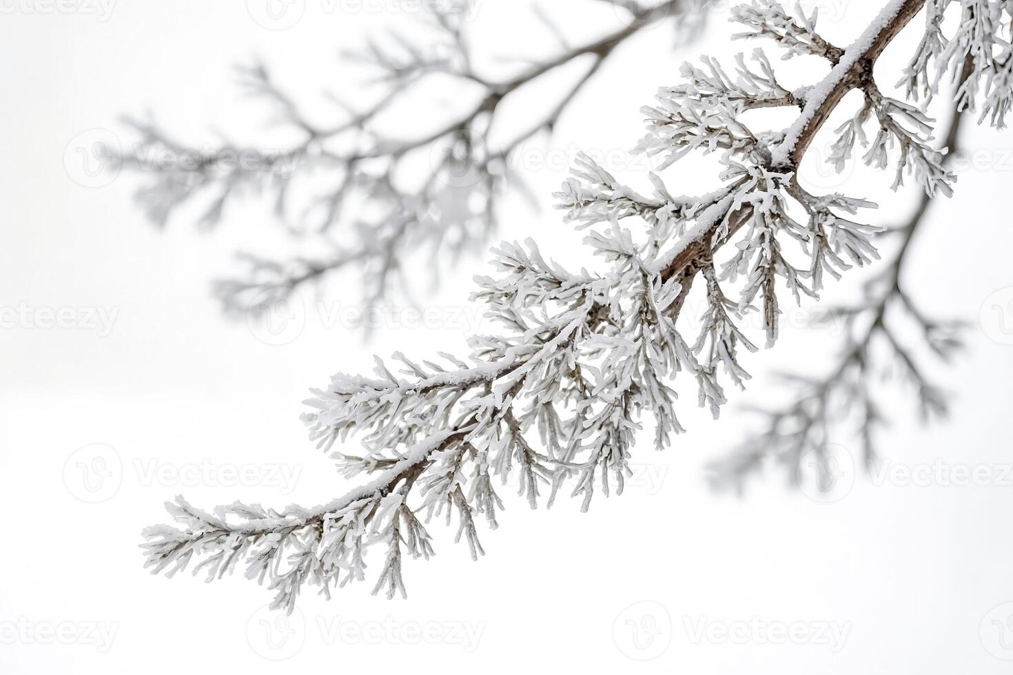 Frosty Branch in Winter photo