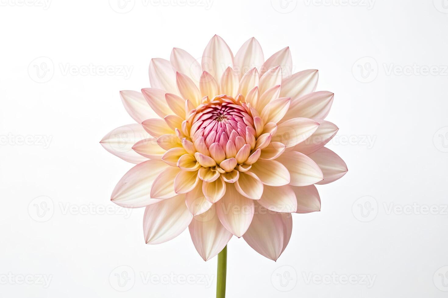 Pink and Cream Dahlia Flower on White Background photo