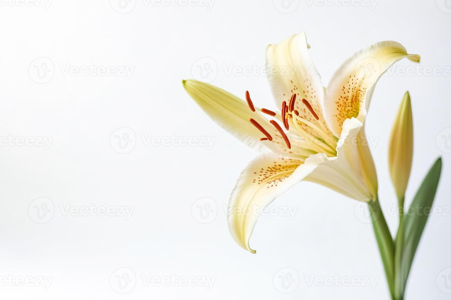 Close-up of a White Lily with Brown Spots photo
