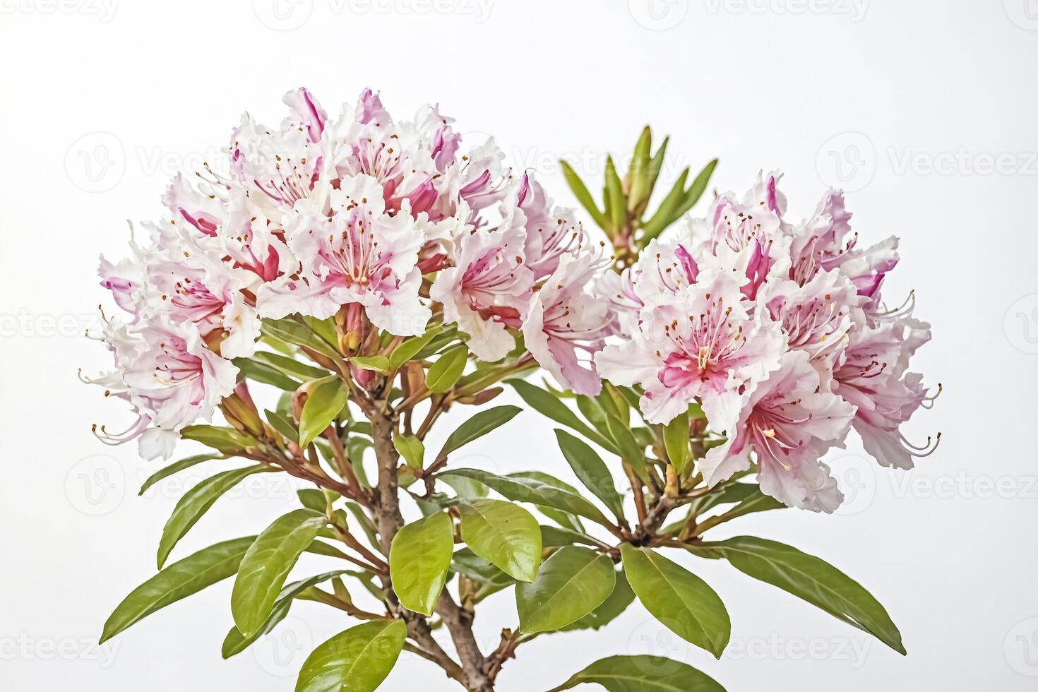 Pink and White Rhododendron Blossom with Green Leaves on White Background photo
