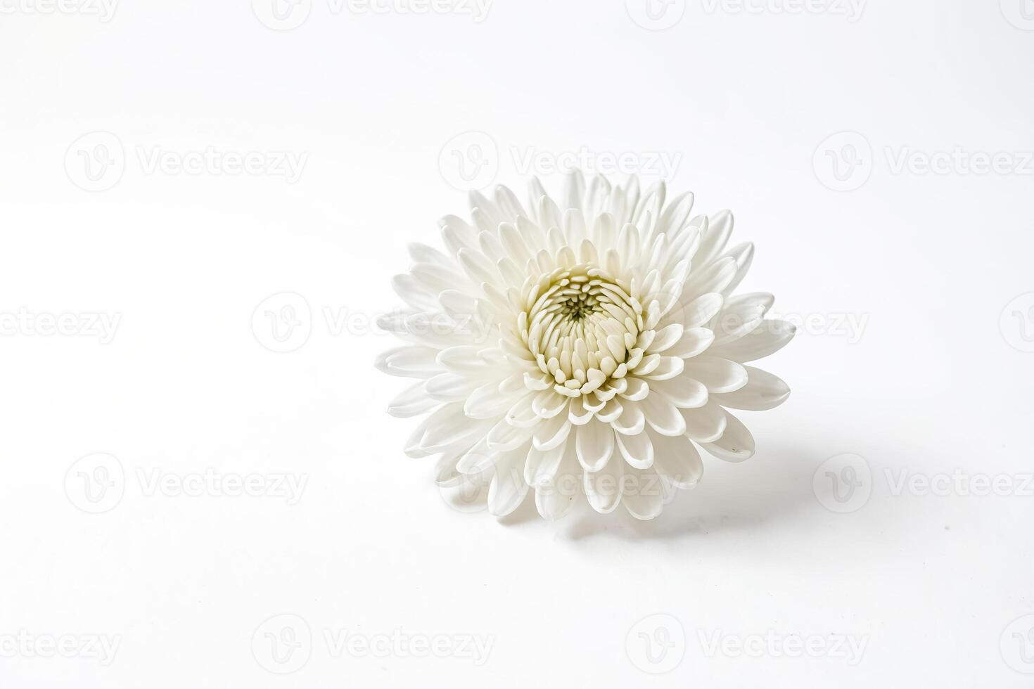 White Flower on White Background photo