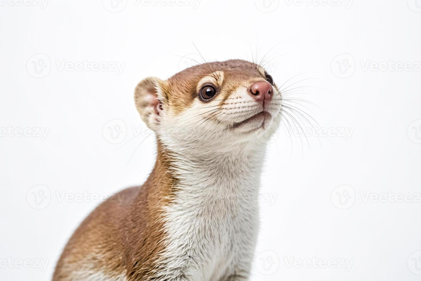 Close-up of a brown and white weasel photo