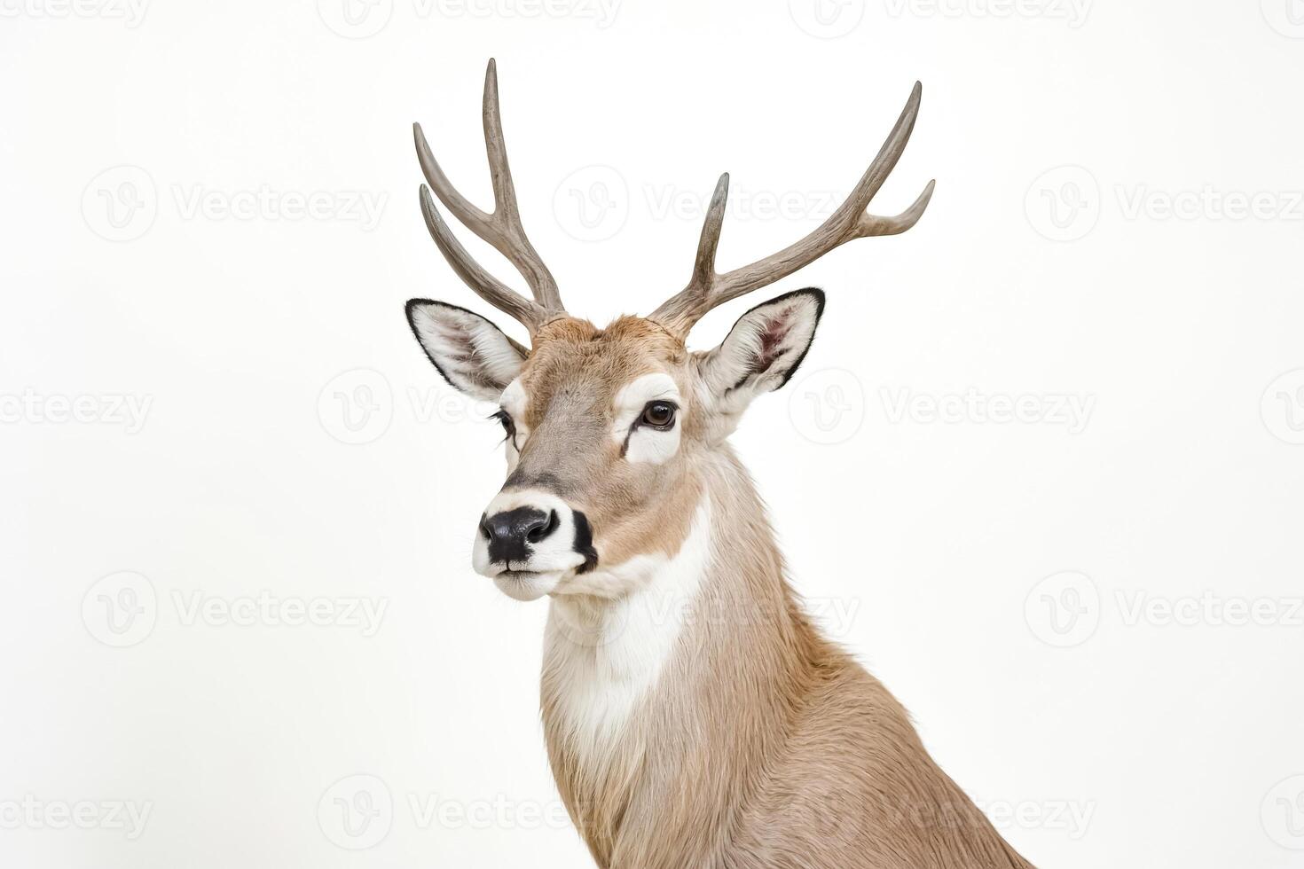 Deer with Large Antlers Looking to the Side Against a White Background photo