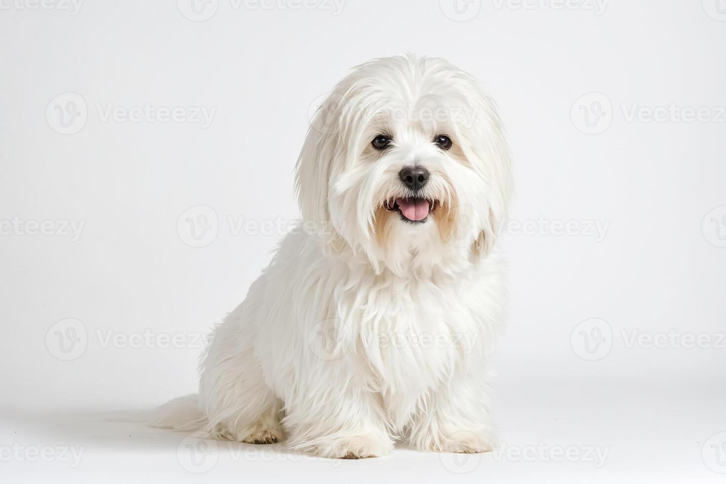 White Maltese Dog Sitting on White Background photo