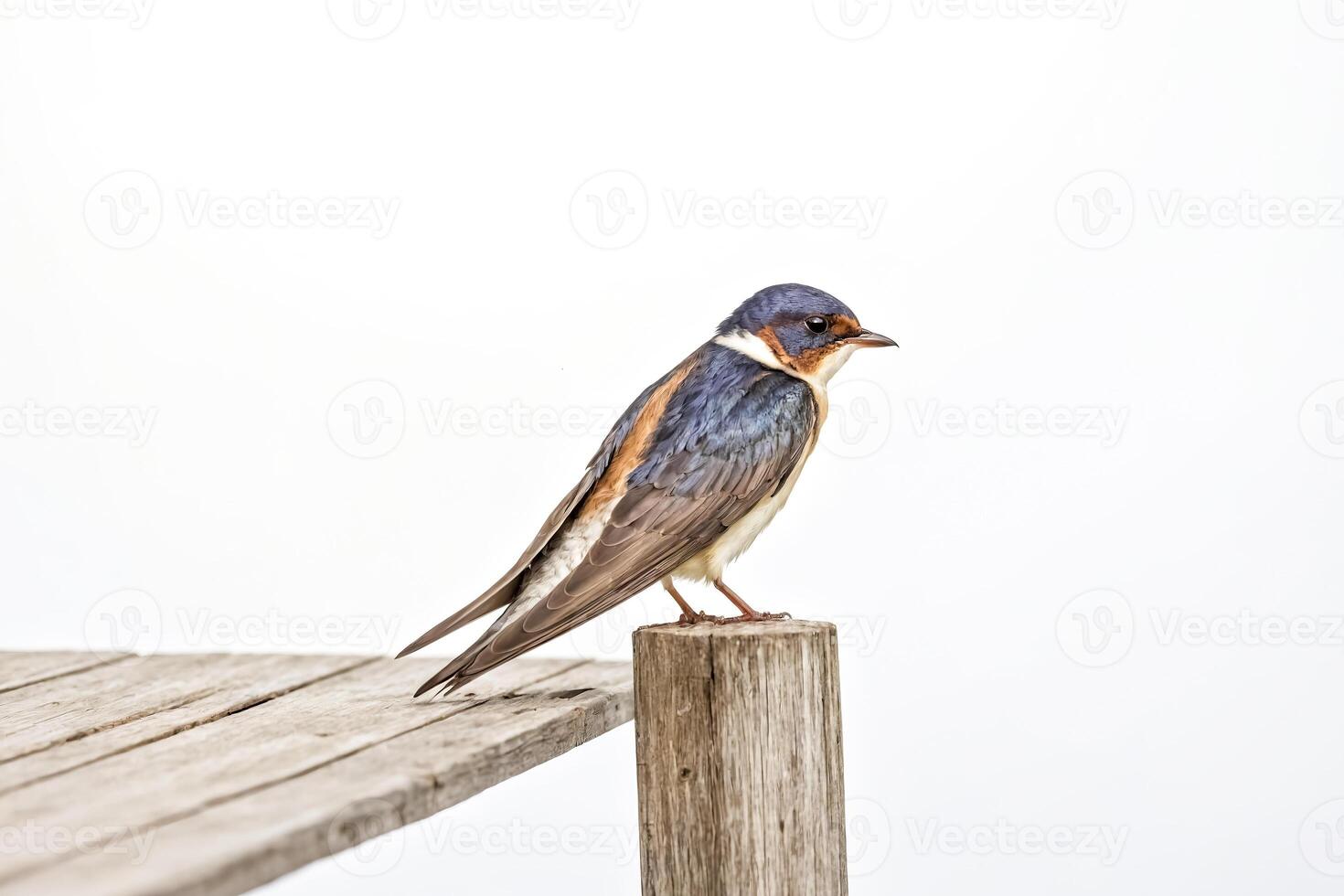 Tree Swallow Perched on Wooden Railing photo