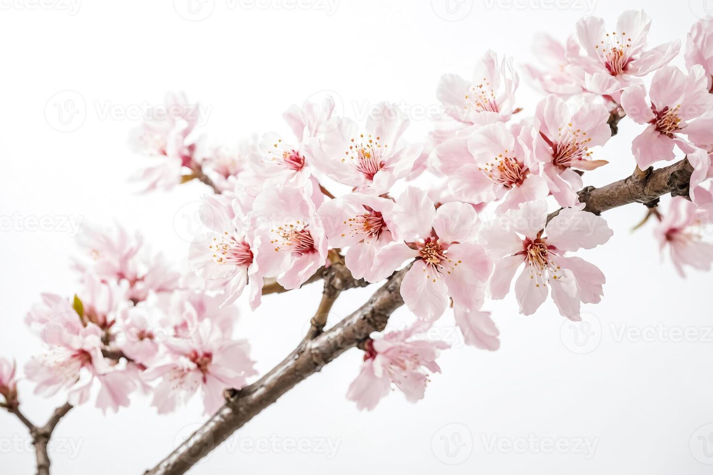 Delicate Pink Cherry Blossoms on a Branch Against a White Background photo