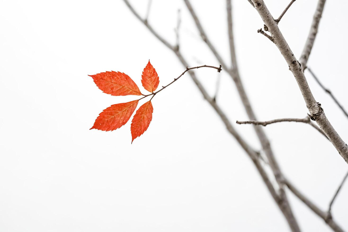 Red Leaf on a Branch Against White Background photo