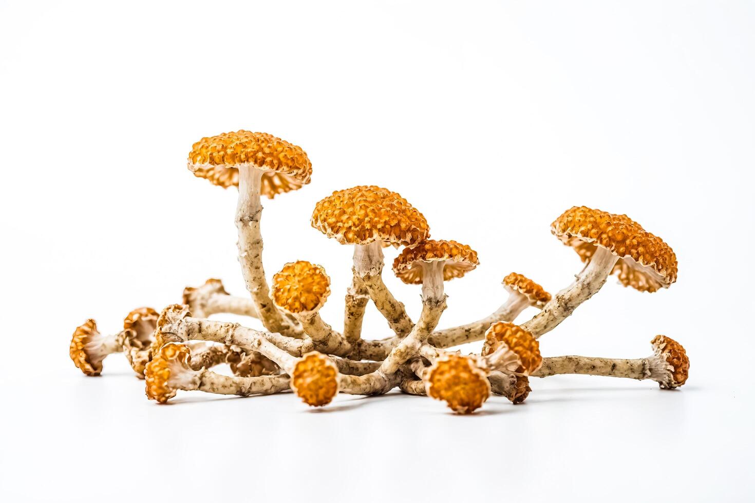 Group of orange mushrooms on a white background photo