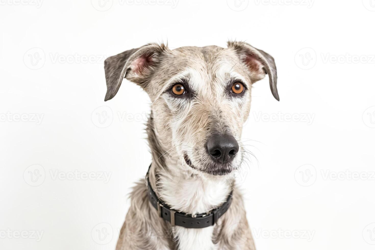 Portrait of a Dog with Big Brown Eyes photo
