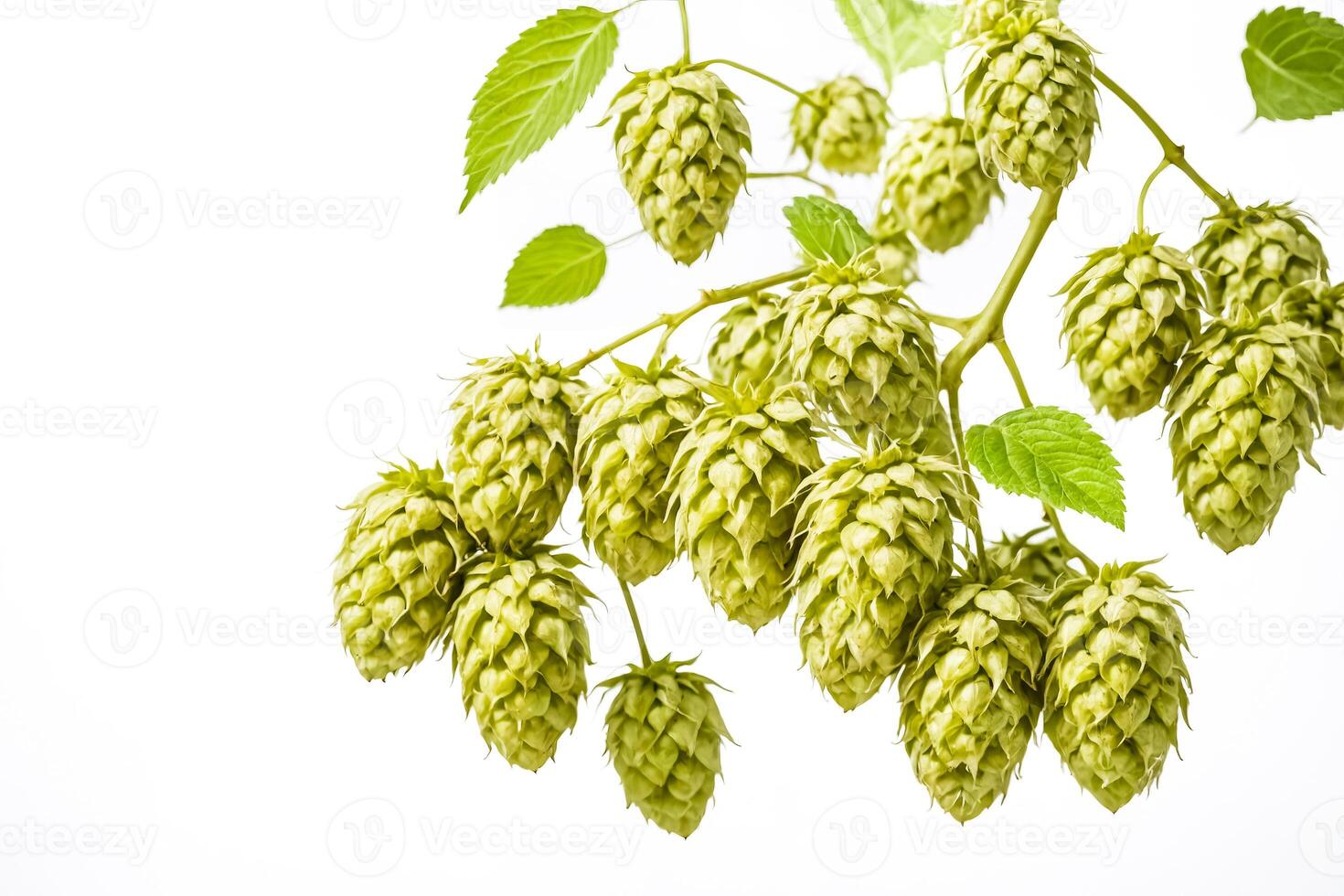 Fresh Green Hop Cones on White Background photo
