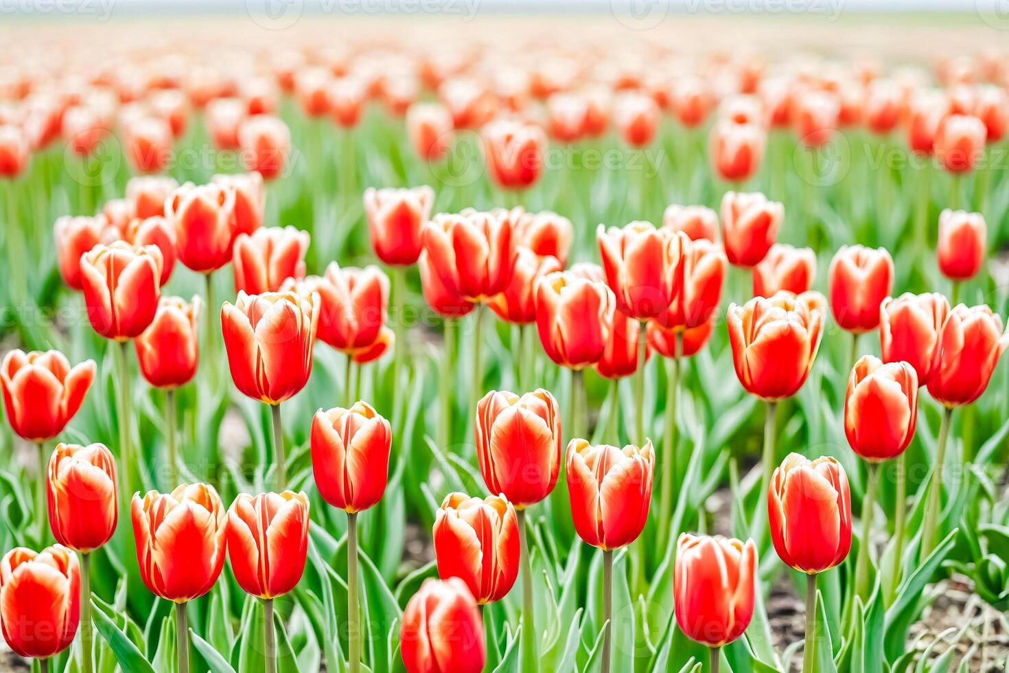 Closeup of red and yellow tulips in a field photo