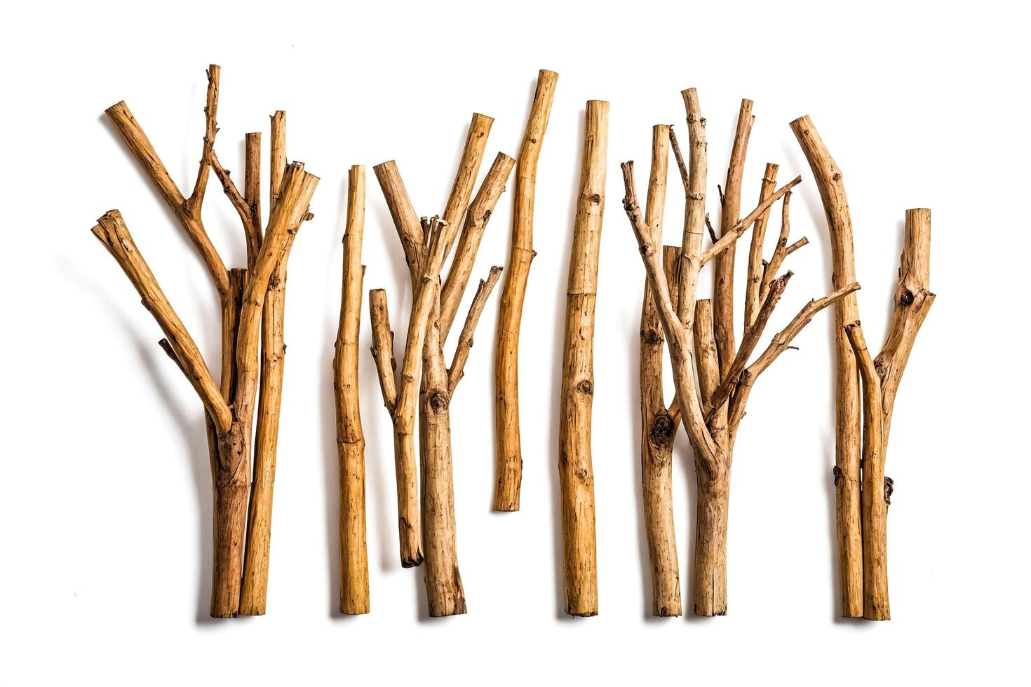 Dry Branches Arranged In A Row photo