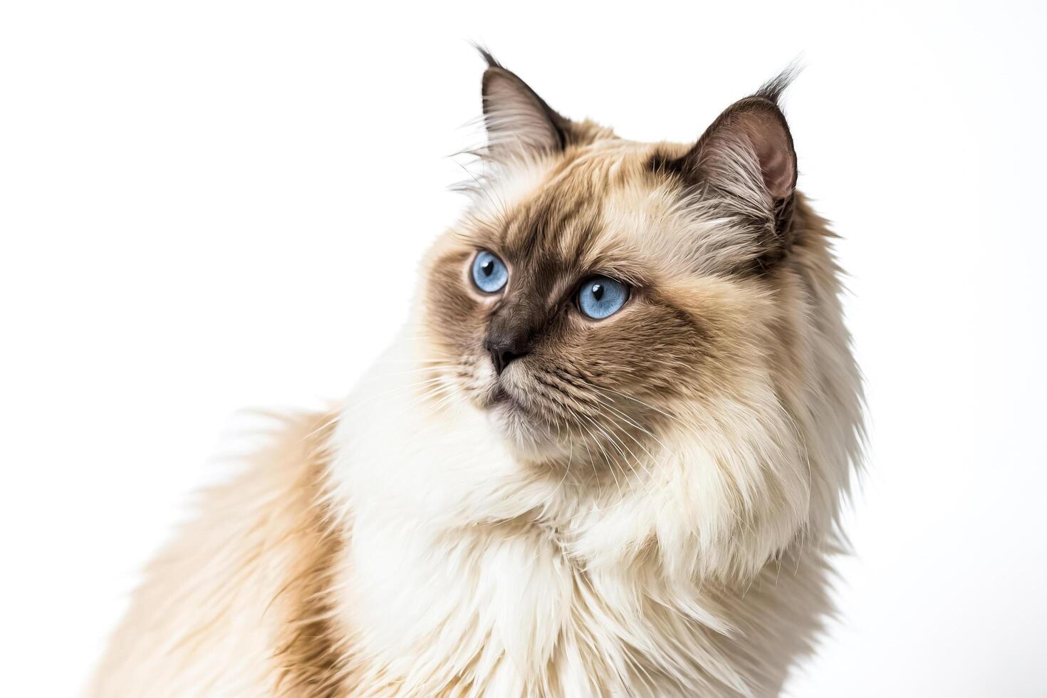 Closeup of a Ragdoll cat with blue eyes photo