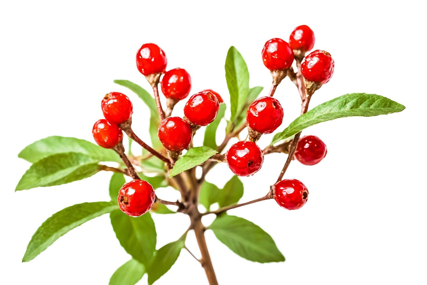 Red Berries on a Branch photo