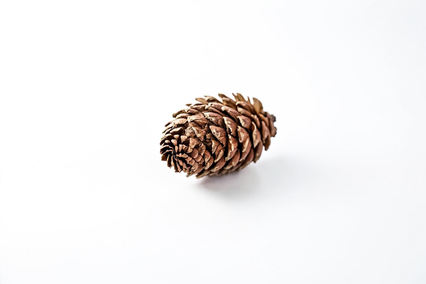 Close-up of a Single Pine Cone on a White Background photo
