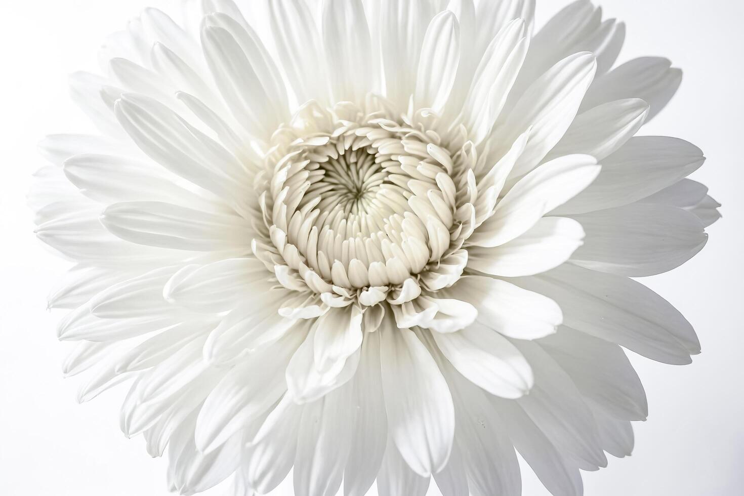 White Flower Close Up photo