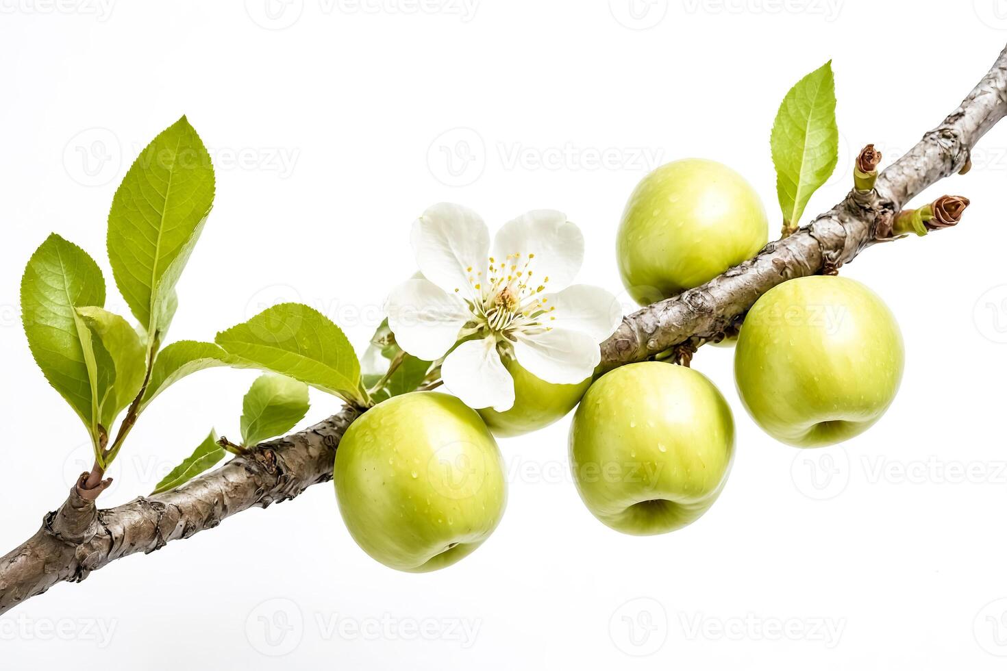Closeup of Green Apples and a White Flower on a Branch photo