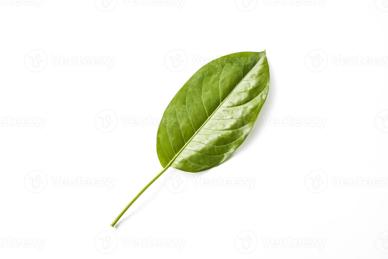 Single Green Leaf Isolated on White Background photo