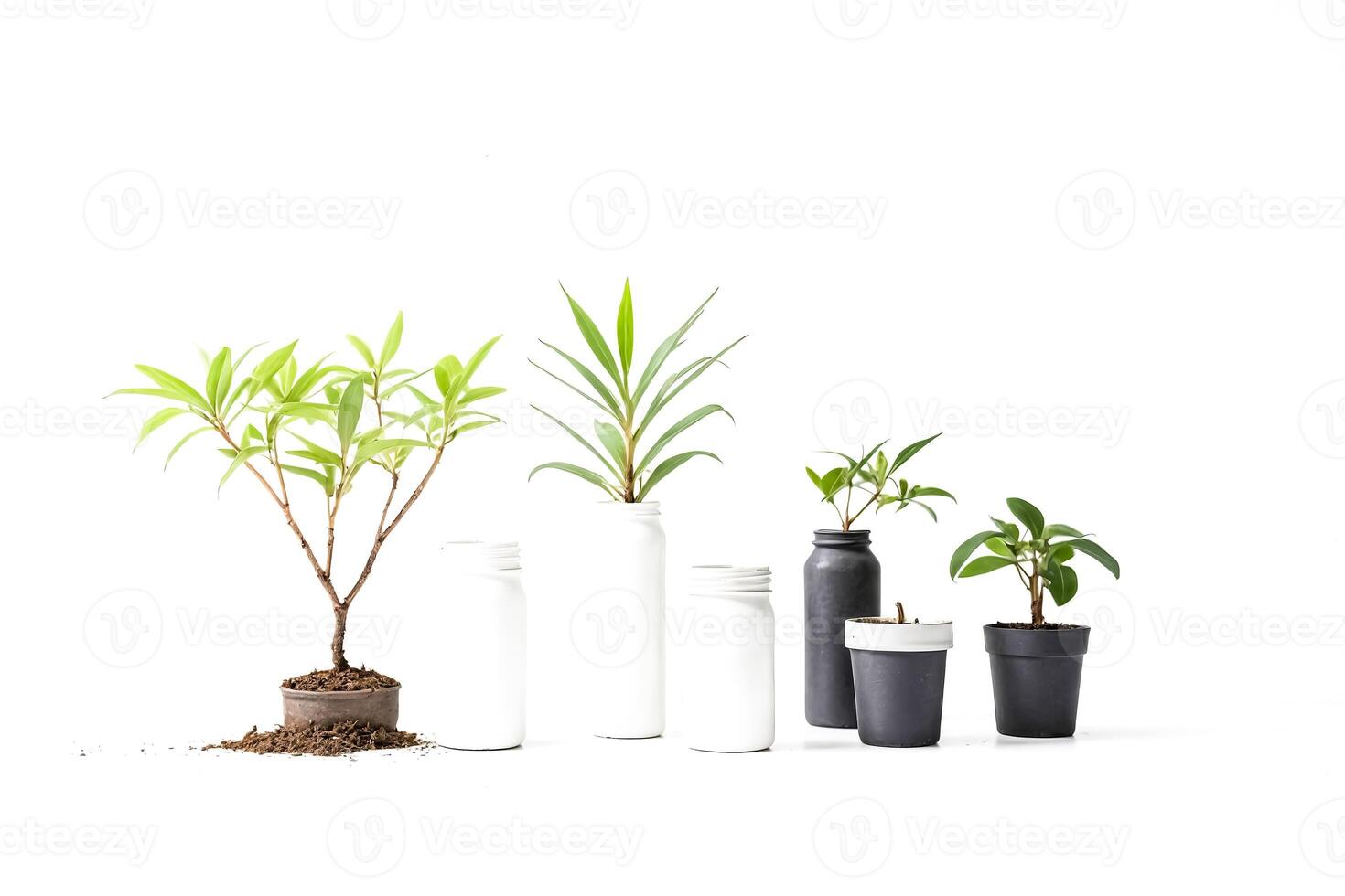 Green Plants in White and Black Pots on White Background photo
