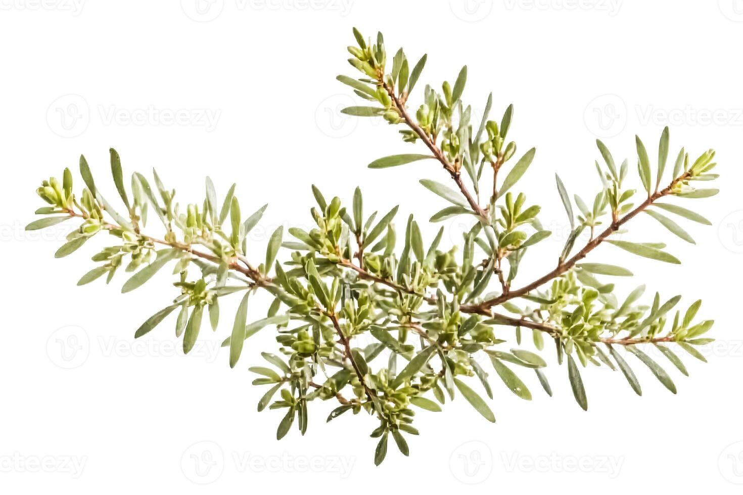 Green Branch With New Growth Isolated On White Background photo