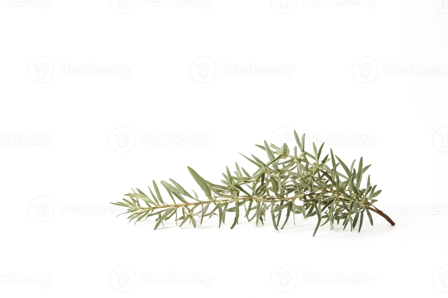 Green Branch with White Background photo