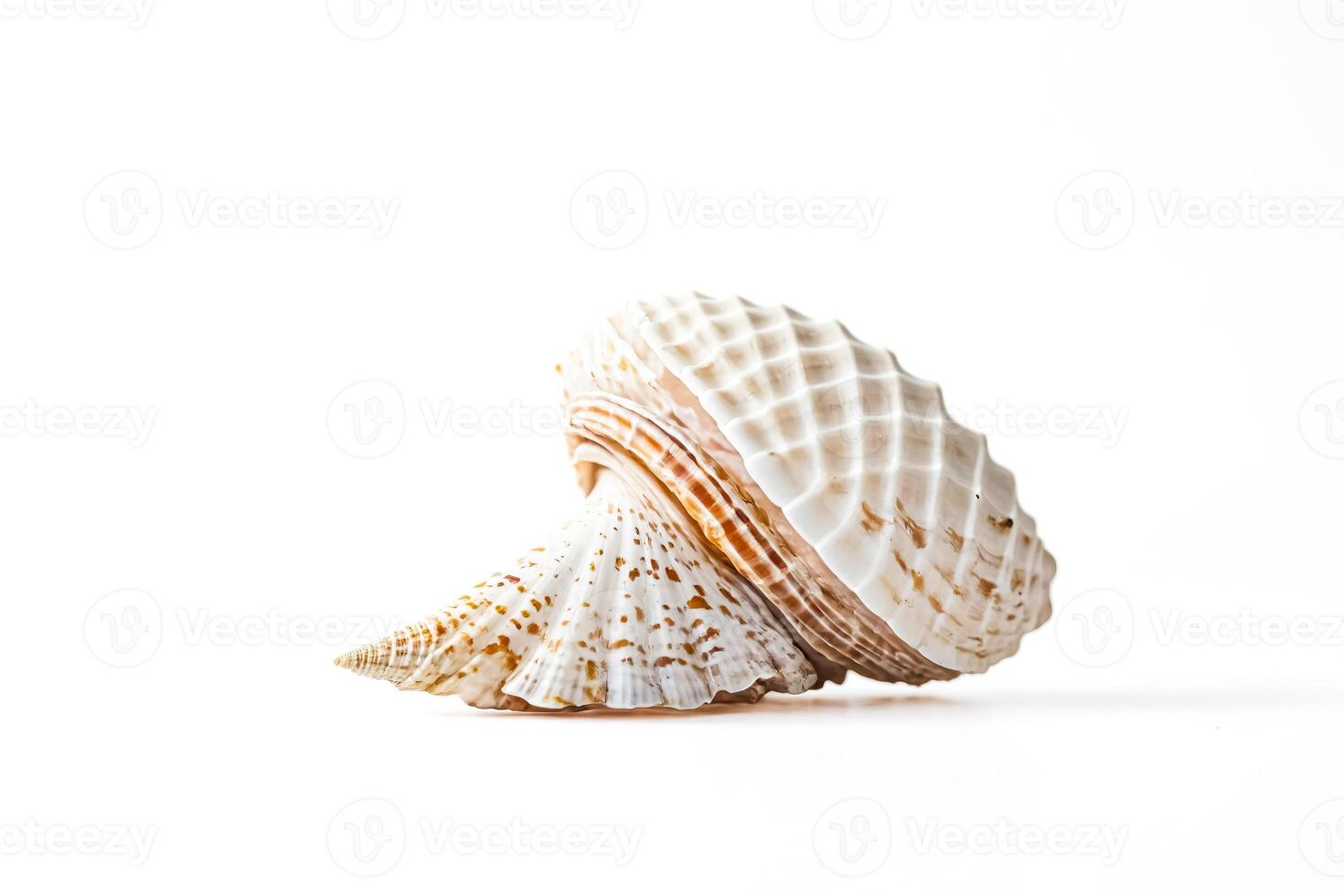 Closeup of a seashell on a white background photo