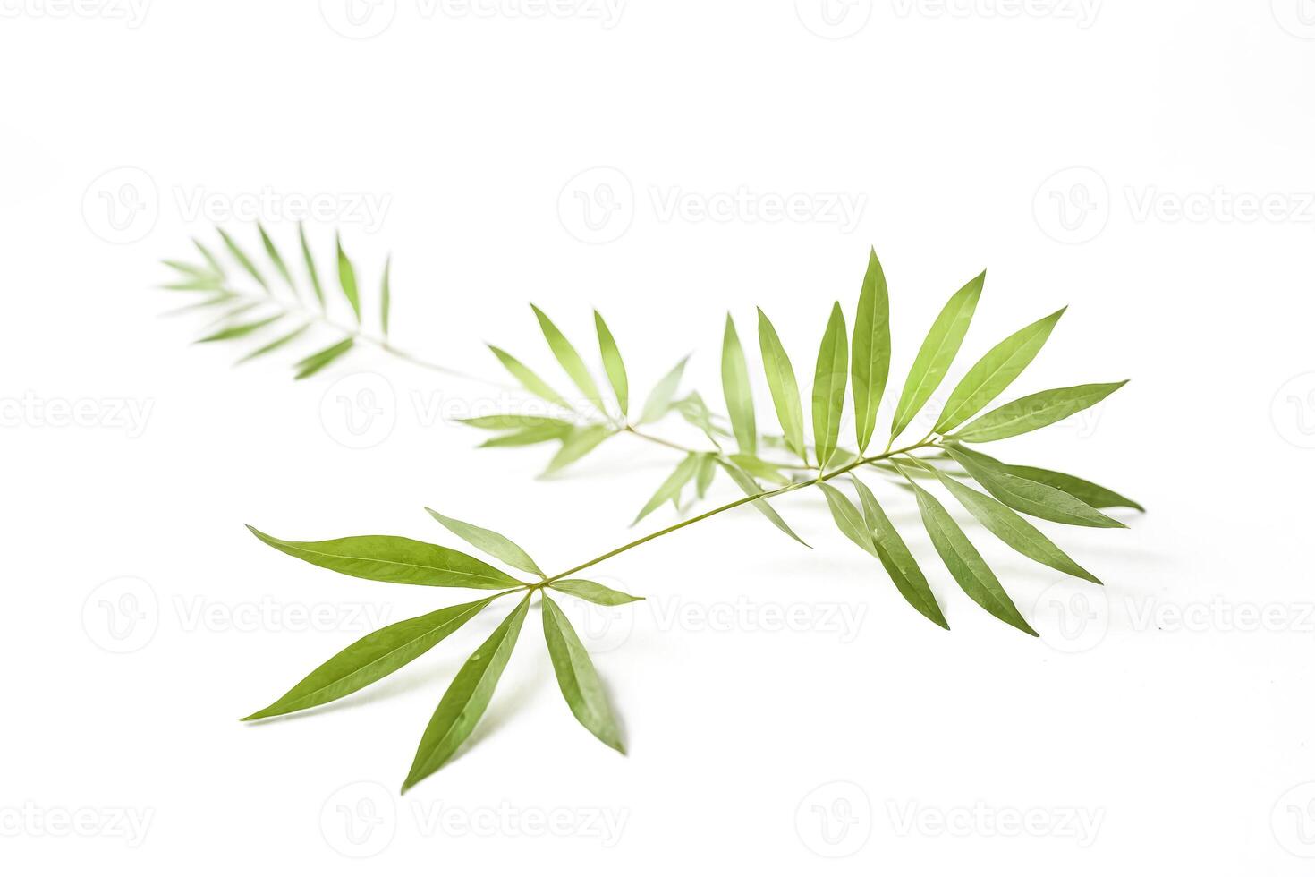 Green Leaves on White Background photo