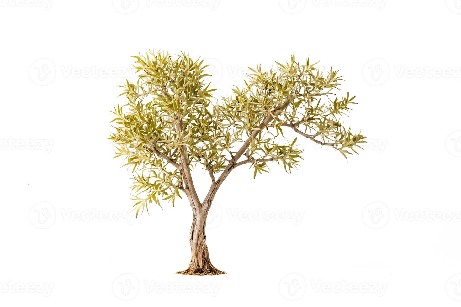 Small Green Tree With White Background photo