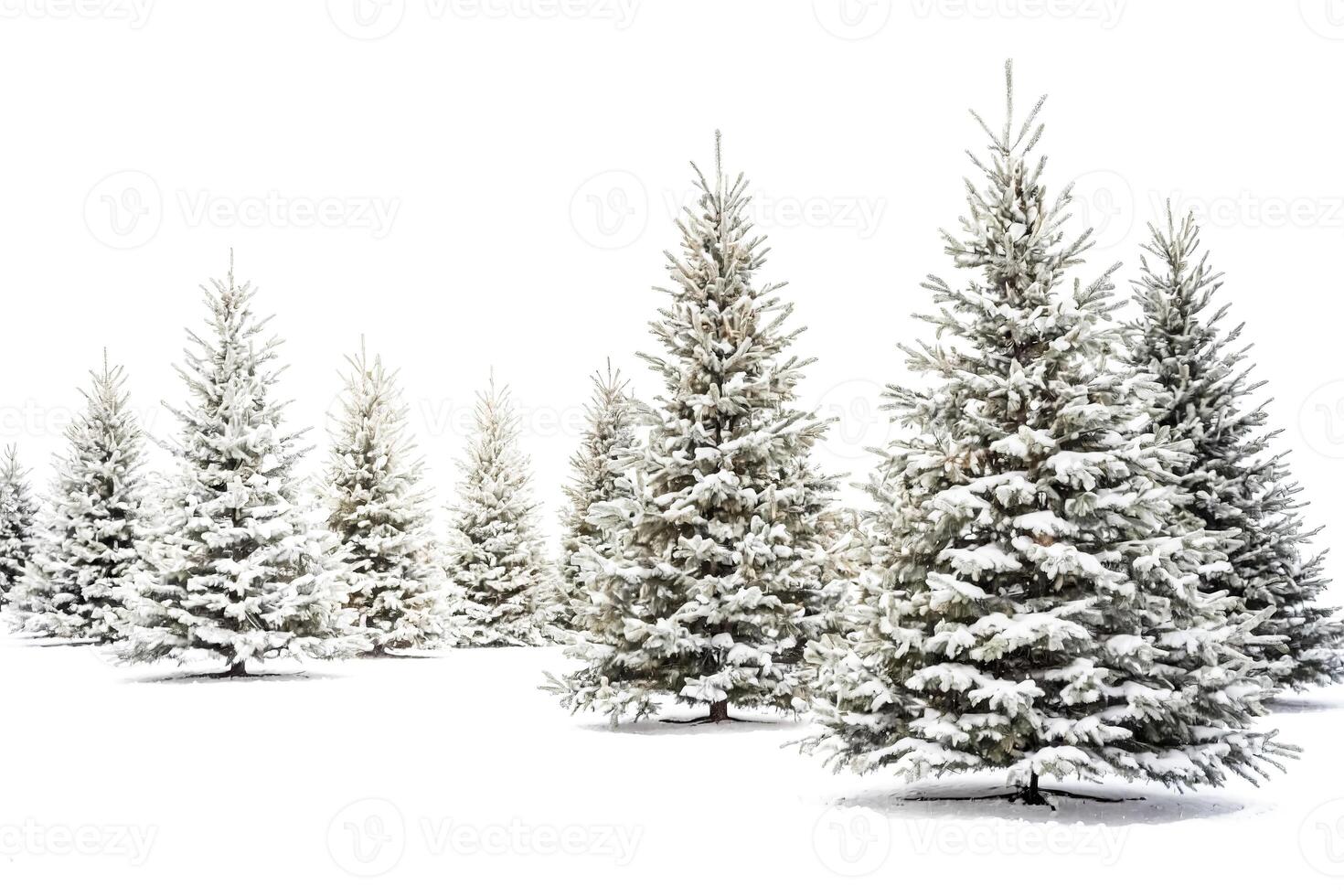 Snow-Covered Pine Trees In A Winter Wonderland photo
