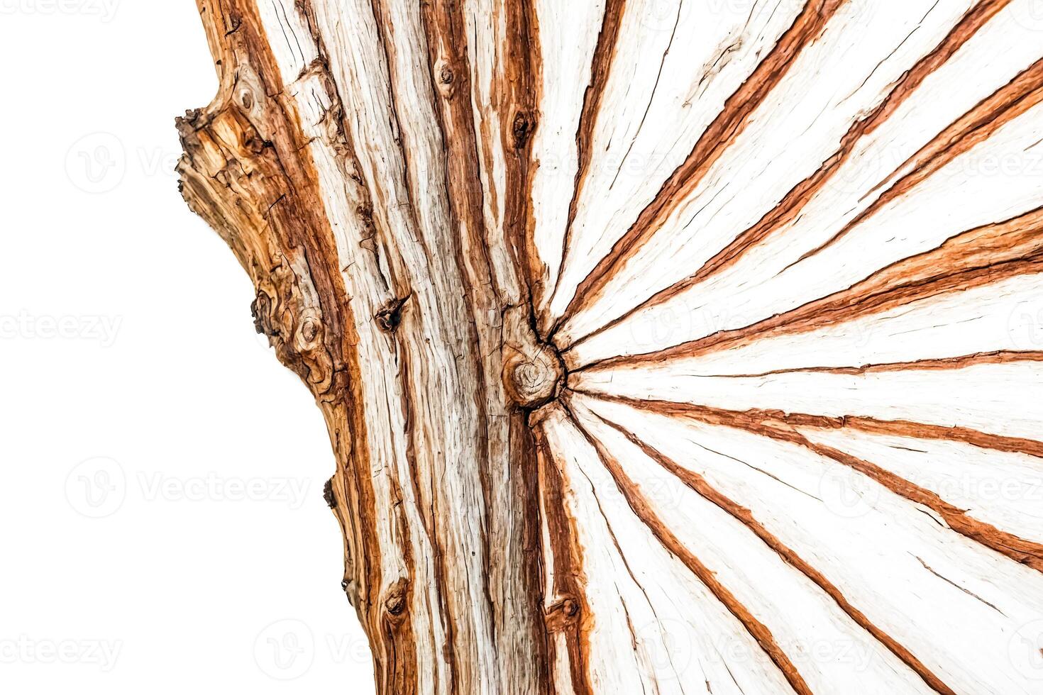 Close Up of Old, Weathered Tree Trunk photo