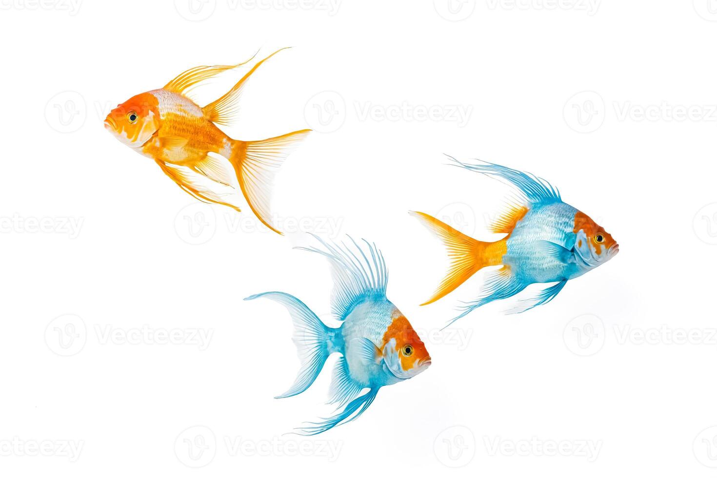 Three Fish Isolated on White Background photo