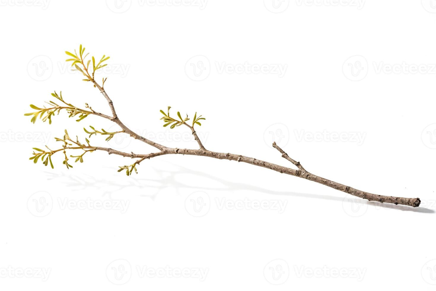 Branch with New Growth photo