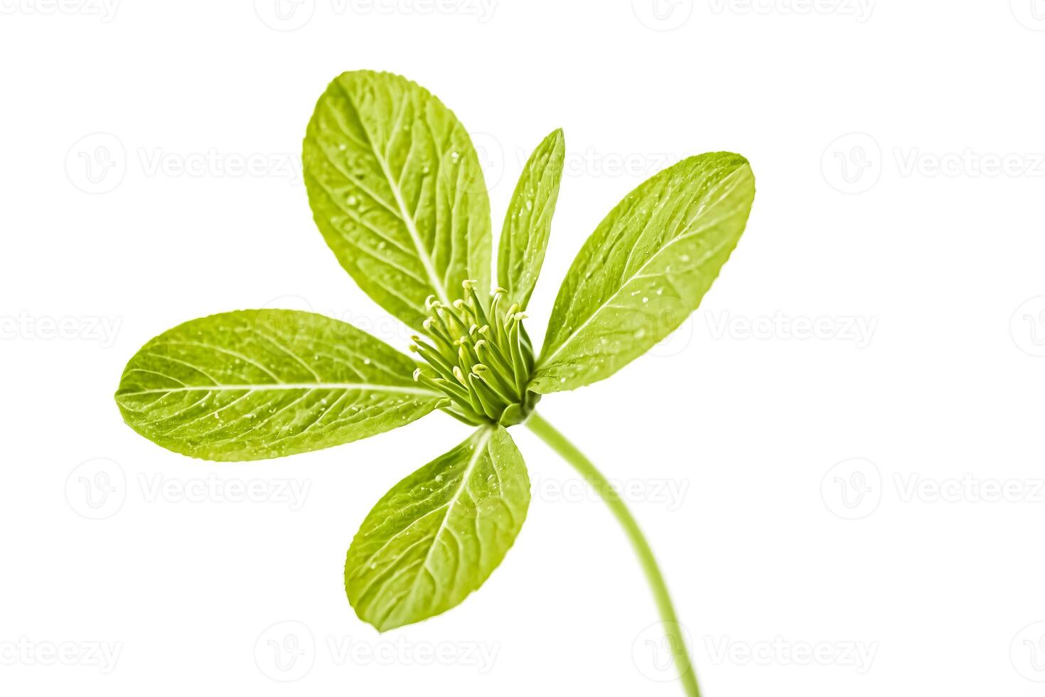 Green Flower Bud with Dew Drops on Leaves photo