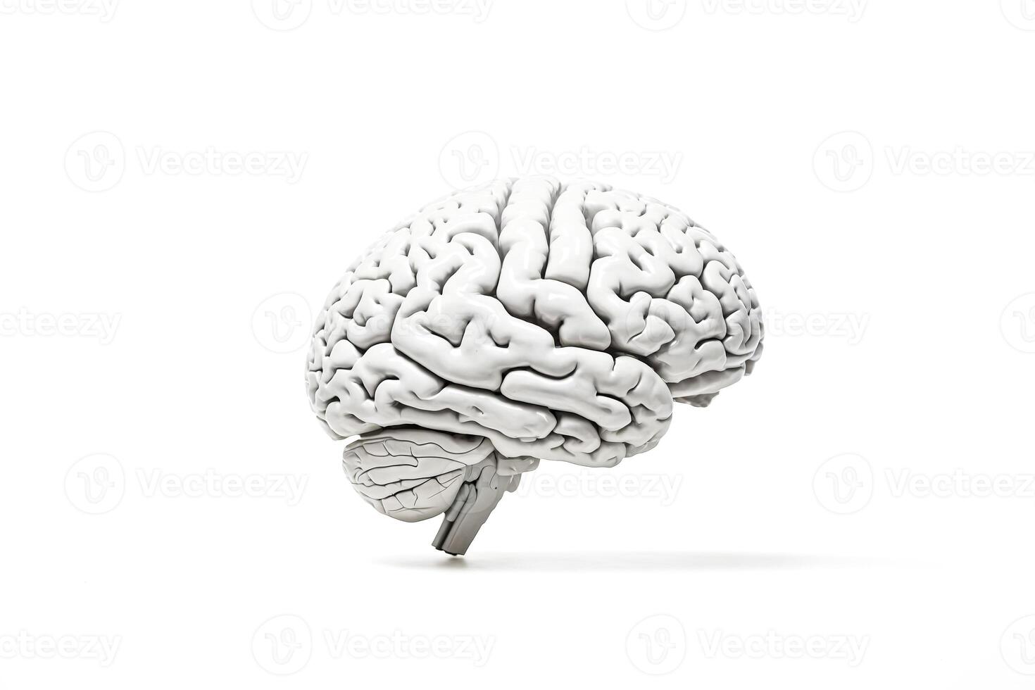 White Brain on White Background photo