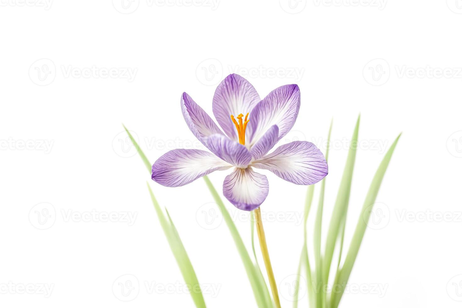 Purple Crocus Flower with Green Leaves Isolated on White Background photo