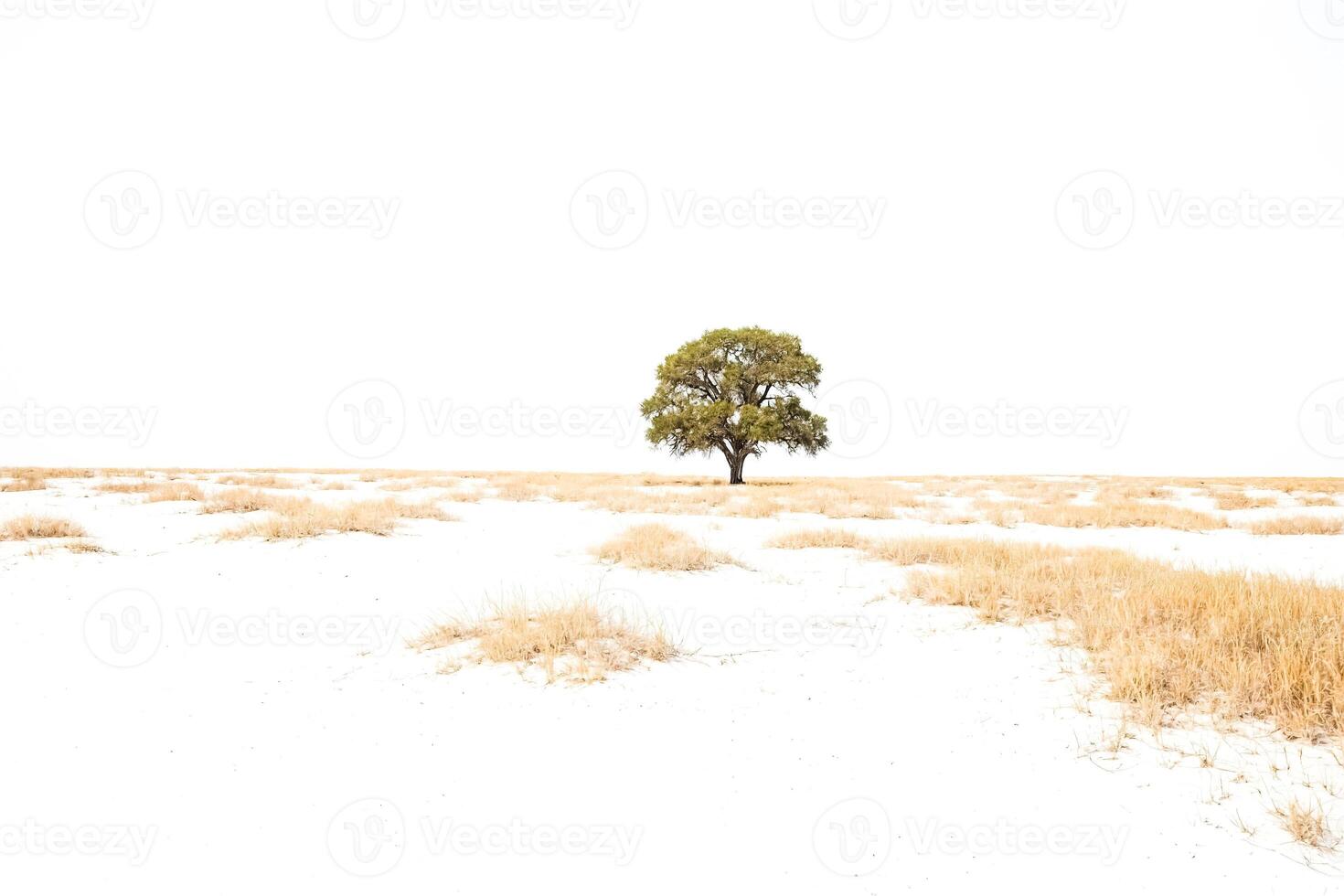 Single tree in a white sand desert photo