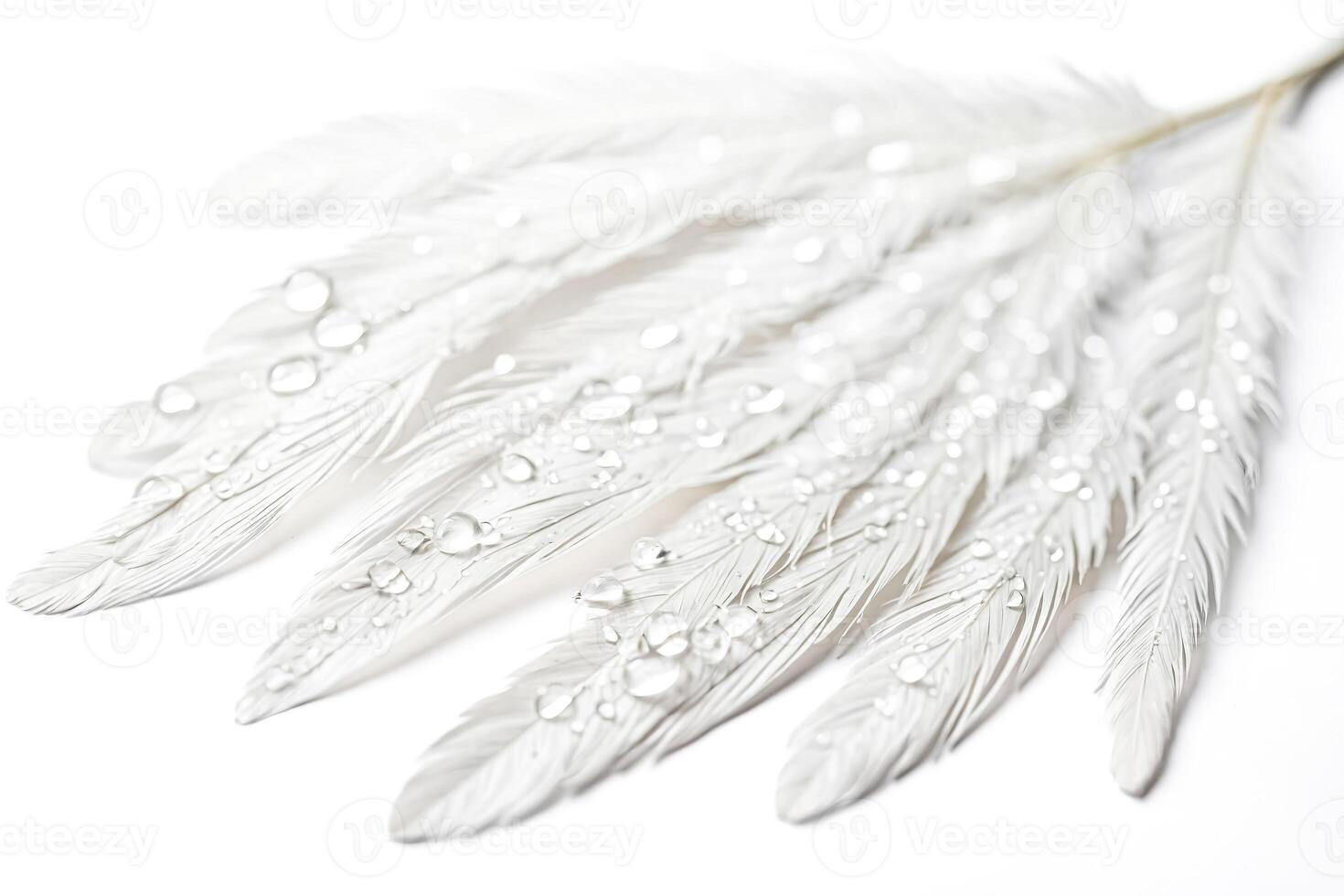White Feather with Water Drops photo