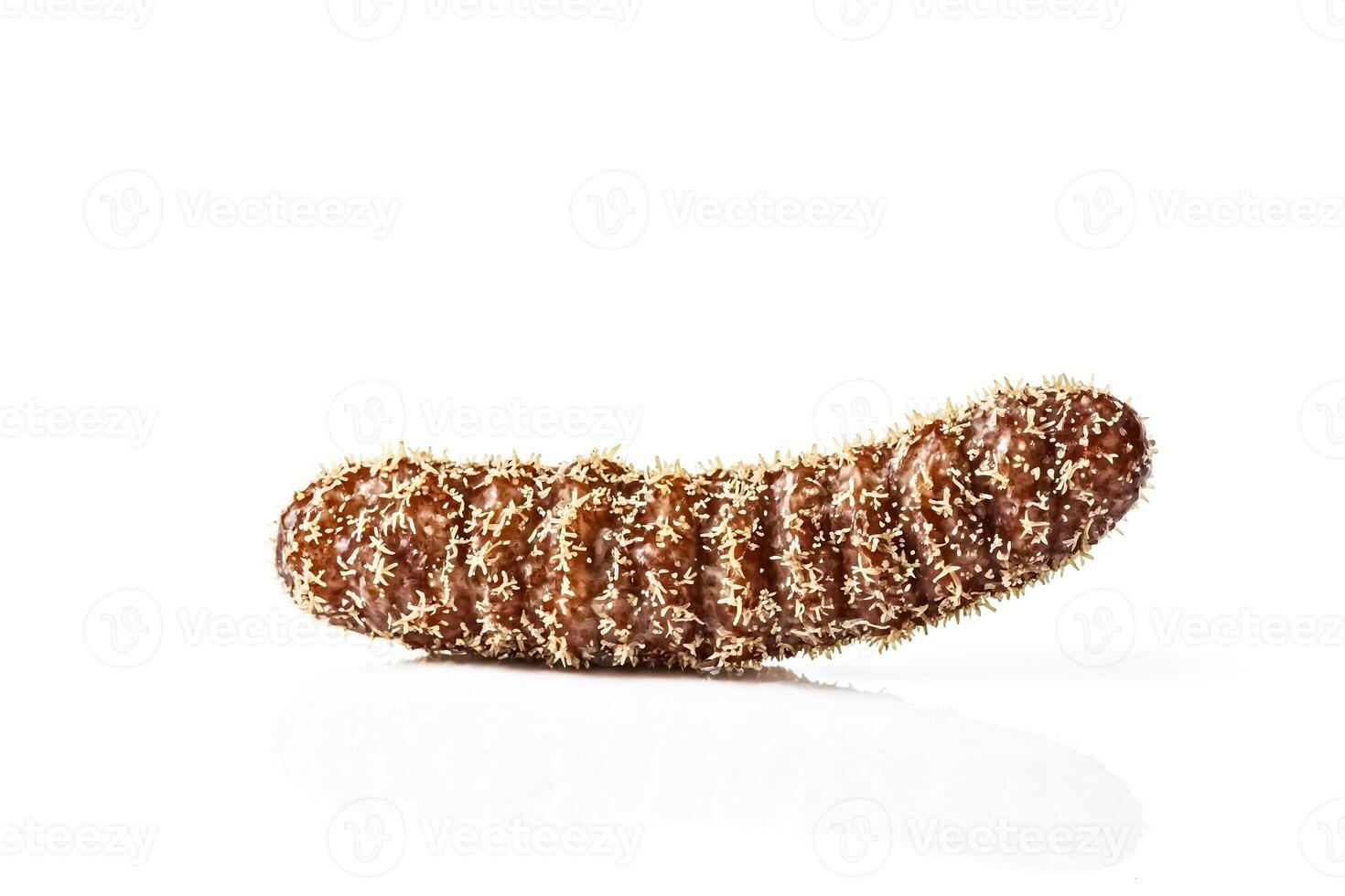 Close-up of a sea cucumber on a white background photo